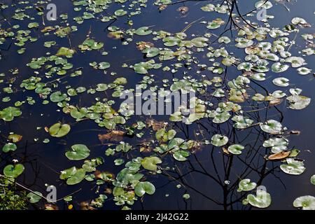 Wasserpflanzen (Nymphoides indica) auf dem See Stockfoto