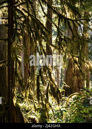 Moosbedeckte Baumglieder in einem pazifischen Nordwestwald Stockfoto