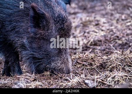 Hungrige Wildschweine grasen im Wald. Stockfoto