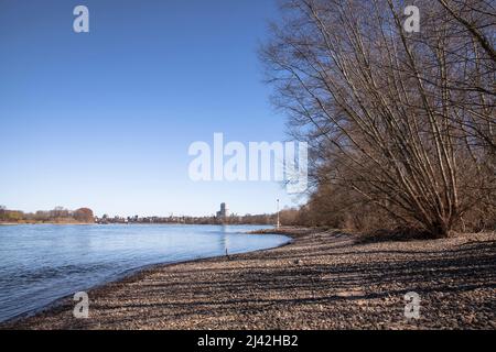 rheinufer bei Zuendorfer Groov im Bezirk Porz, Köln, Deutschland. Rheinufer an der Zuendorfer Groov im Stadtteil Porz, Weisser Rheinboden, Stockfoto