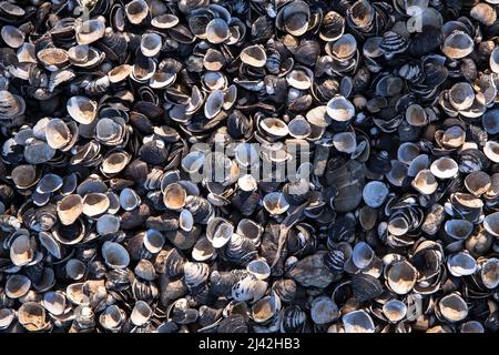 Granaten am Rheinufer bei Zuendorfer Groov, Köln, Deutschland. Muscheln liegen in einem Spuelsaum am Rheinufer an der Zuendorfer Groov am Weis Stockfoto