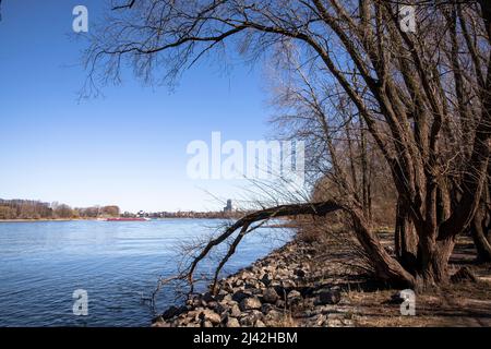 rheinufer bei Zuendorfer Groov im Bezirk Porz, Köln, Deutschland. Rheinufer an der Zuendorfer Groov im Stadtteil Porz, Weisser Rheinboden, Stockfoto