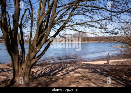 rheinufer bei Zuendorfer Groov im Bezirk Porz, Köln, Deutschland. Rheinufer an der Zuendorfer Groov im Stadtteil Porz, Weisser Rheinboden, Stockfoto