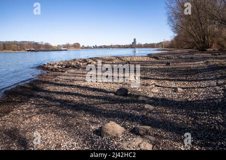 rheinufer bei Zuendorfer Groov im Bezirk Porz, Köln, Deutschland. Rheinufer an der Zuendorfer Groov im Stadtteil Porz, Weisser Rheinboden, Stockfoto