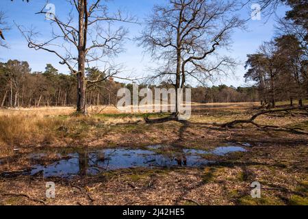 Der See Schwarzes Wasser im Naturpark hohe Mark bei Wesel, größter Heidesee am Niederrhein, Nordrhein-Westfalen, Stockfoto