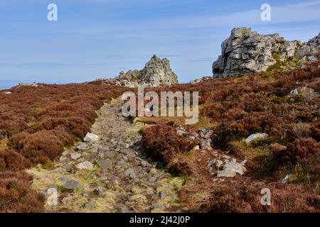 Der Grat Weg in Richtung der Devil's Chair, Stiperstones, Shropshire Stockfoto