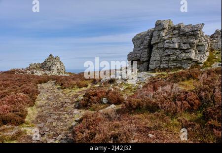 Der Grat Weg in Richtung der Devil's Chair, Stiperstones, Shropshire Stockfoto