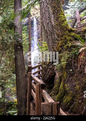 Marymere Falls im Olympic National Park, USA mit Holzzaungeländer entlang des Pfades zum Schutz vor Stürzen Stockfoto