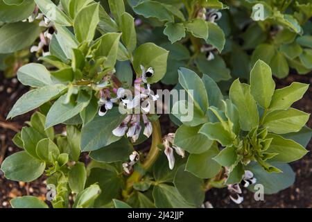 Aquadulce Claudia Broad Bean wächst bei RHS Garden Wisley, Surrey, England, Großbritannien, 2022. April Stockfoto