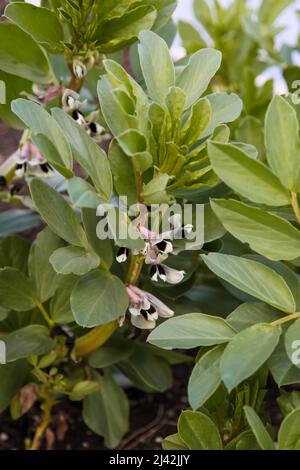 Aquadulce Claudia Broad Bean wächst bei RHS Garden Wisley, Surrey, England, Großbritannien, 2022. April Stockfoto