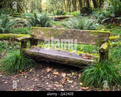 Handgemachte Holzbank aus Baumstämmen für Wanderer, um sich auszuruhen und den alten Wald im Olympic National Park, USA, zu genießen Stockfoto