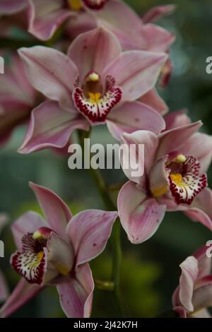 Cymbidium Vieux Rose gx 'Dell Park' RHS Garden Wisley, Glass House, Surrey, England, Großbritannien, 2022. April Stockfoto