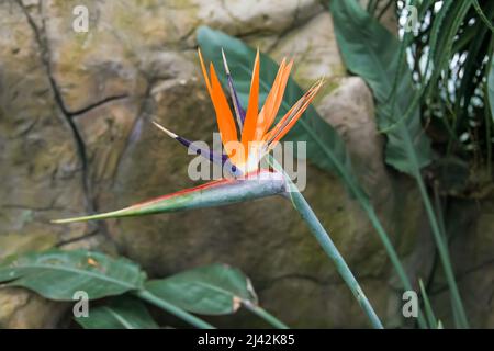 Strelitzia Reginae 'humilis' Bird of Paradise Flower, RHS Garden Wisley, Glass House, Surrey, England, Großbritannien, 2022. April Stockfoto