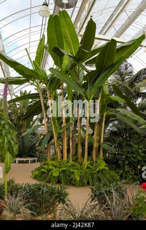 Ensete ventricosum ‘Maurelii’ (äthiopische schwarze Banane) RHS Garden Wisley, Glass House, Surrey, England, UK, 2022. April Stockfoto