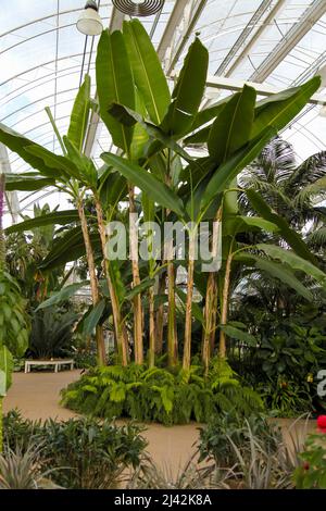 Ensete ventricosum ‘Maurelii’ (äthiopische schwarze Banane) RHS Garden Wisley, Glass House, Surrey, England, UK, 2022. April Stockfoto