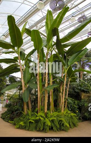 Ensete ventricosum ‘Maurelii’ (äthiopische schwarze Banane) RHS Garden Wisley, Glass House, Surrey, England, UK, 2022. April Stockfoto