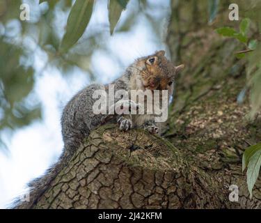 Graues Eichhörnchen in einem Baum, kratzend Stockfoto