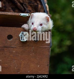 Das Frettchen piepst aus dem Frettchen Stockfoto