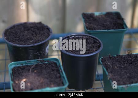 Frisch plattierte Samen, Töpfe mit Erde auf Regalen bereit für die Setzlinge zu wachsen, 2022. April, Tag Stockfoto