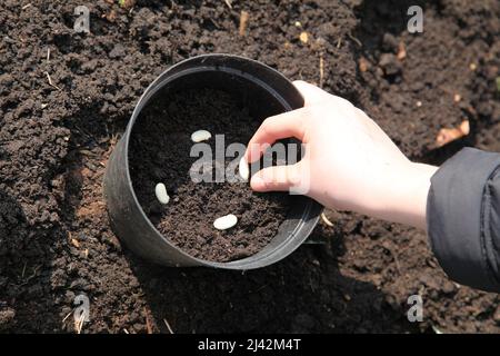 Ein Junge, der Brotsamen in Pflanzentöpfe und Boden pflanzt, um Bohnen anzubauen, 2022. April, tagsüber Stockfoto