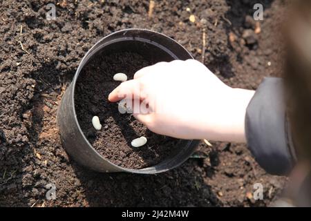 Ein Junge, der Brotsamen in Pflanzentöpfe und Boden pflanzt, um Bohnen anzubauen, 2022. April, tagsüber Stockfoto