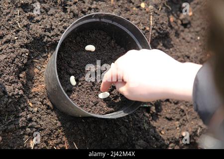 Ein Junge, der Brotsamen in Pflanzentöpfe und Boden pflanzt, um Bohnen anzubauen, 2022. April, tagsüber Stockfoto