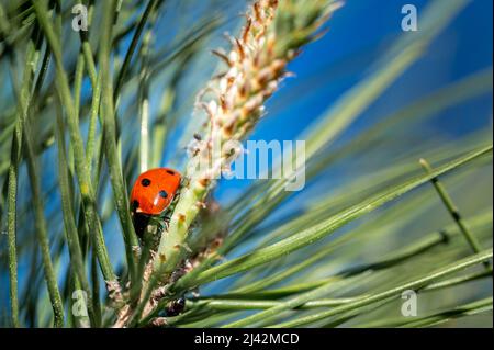 Kleine Marienkäfer ruht friedlich auf einem maritimen Kiefernzweig Stockfoto