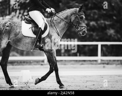 Ein schwarz-weißes Bild eines schönen eleganten Pferdes mit einem Reiter im Sattel, der trabt und Hufe auf dem Sand in der Arena tritt. Dressur Stockfoto