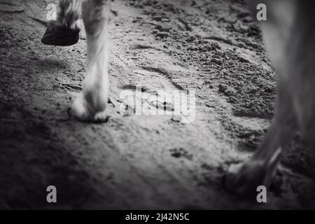 Ein Schwarz-Weiß-Bild eines weißen Pferdes, das mit Hufen auf den Sand tritt, auf dem Fußabdrücke hinterlassen wurden. Tiere. Stockfoto