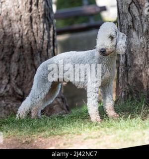 Bedlington Terrier Stockfoto