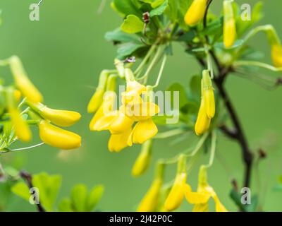 Akazienzweig mit grünen Blättern und gelben Blüten. Blühende Caragana Arborescens, der sibirische Pfirsichbaum, der sibirische Erbsenbaum oder caragana Stockfoto