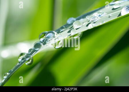 Dutzende von Wassertropfen haften nach einem Regenschauer an einer Schilfklinge Stockfoto