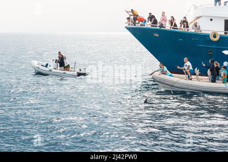 09. Januar 2022, Hurghada, Ägypten: Touristen auf Motorbooten und Kreuzschiffen jagen Delfine oder Wale, um Fotos zu machen Stockfoto