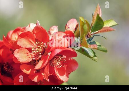 Japanische Quitte (Chaenomeles japonica) blüht im Frühlingsgarten. Selektiver Fokus auf Close-up Red Flowers Quitte. Interessantes Naturkonzept für desi Stockfoto