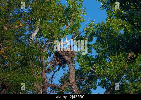 Weißkopfseeadler brütet am Wallowa Lake, Oregon Stockfoto