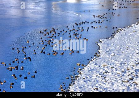 Kanadagänse halten am Wallowa Lake, Oregon Stockfoto