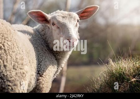 Ein Porträt eines Schafes, das zurückschaut und uns anschaut. Deich Schafe in einer Wiese auf Bauernhof Hintergrund. Stockfoto