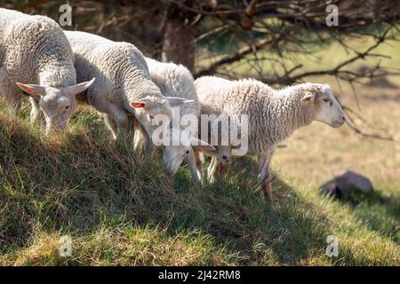 An einem heißen und trockenen Sommertag steigen vier Schafe einen Hügel hinab, während sie getrocknetes Gras fressen. Stockfoto