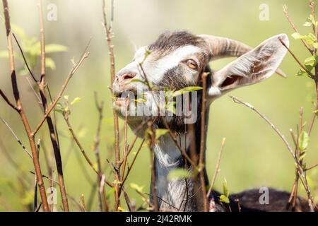Die junge Ziege nagt an einem Zweig eines Busches und sieht ihre Zähne. Stockfoto