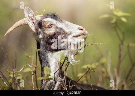 Stolze Ziege mit Hörnern und einem kleinen Bart in einem schönen natürlichen Hintergrund. Stockfoto