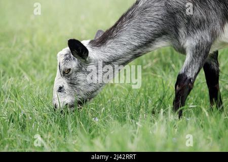 Graue Ziege mit weißem Gesicht und schwarzen Beinen grast auf einer grünen Wiese. Freilandziege grast auf einem kleinen ländlichen Bio-Milchviehbetrieb. Stockfoto