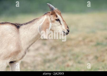 Beige, elegante, nubische Ziege mit kleinen Hörnern, die nach rechts schaut, gibt es Platz für eine Note. Stockfoto