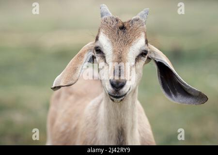 Porträt einer braunen nubischen Ziege, das Tier schaut direkt in die Kamera und lächelt glücklich. Kleine Hörner, große Ohren. Selektiver Fokus. Stockfoto