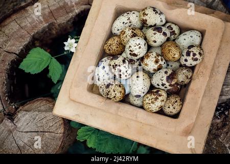 Quadratische Tonschüssel mit vielen Wachteleiern auf einem Stumpf. Konzept, Freilandeier, Bio, gesunde Ernährung, Ernte auf dem Bauernhof Stockfoto