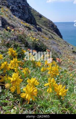 Dyer’s Greenwood (Genista tinctoria littoralis), niedrig wachsende Unterart dieser Grünlandpflanze an der Küste, blüht in einem Klumpen auf einem Clifftop, Cornwall UK Stockfoto