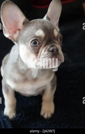 Grau Und Weiß Französisch Bulldog Puppy Vor Schwarzem Hintergrund Stockfoto