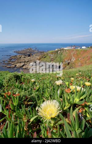 Hottentot Feige / Ice plant (Carpobrotus edulis) Teppich dominiert Küstenklippe, Lizard Point, Cornwall, Großbritannien, Juni. Stockfoto