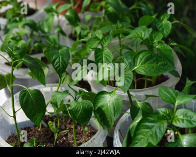 Einige Eimer mit Paprika-Sämlingen in ihnen. Nahaufnahme. Stockfoto