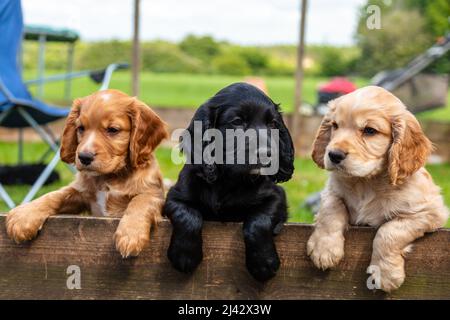 Drei niedliche braune und schwarze Welpen oder Welpen, die an einem Zaun anstehen Stockfoto