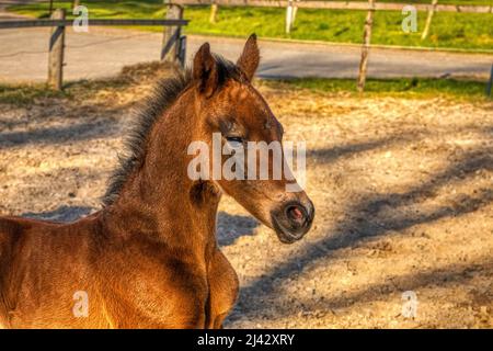 Kopf eines dunkelbraunen Fohlens. Draußen in der Sonne. Warmblut, KWPN Dressurpferd. Eine Woche alt. Holzzaun und Gras. Tierthemen, Neugeborenes Stockfoto